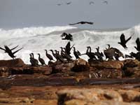 Cormorants playing in the waves around Kommetjie