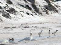 Ibis at the Cape of Good Hope