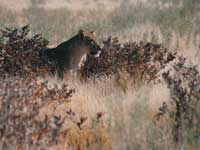 Lion in the bush at Etosha