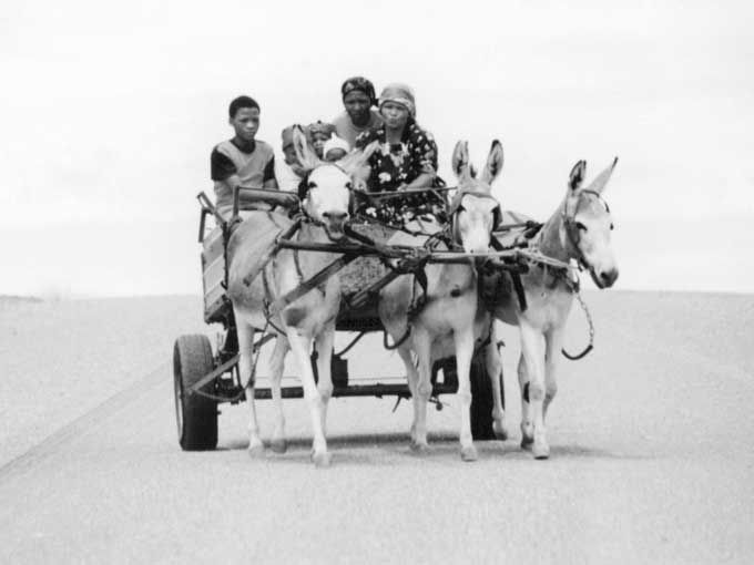 Karretjie Donkey Cart Namibia