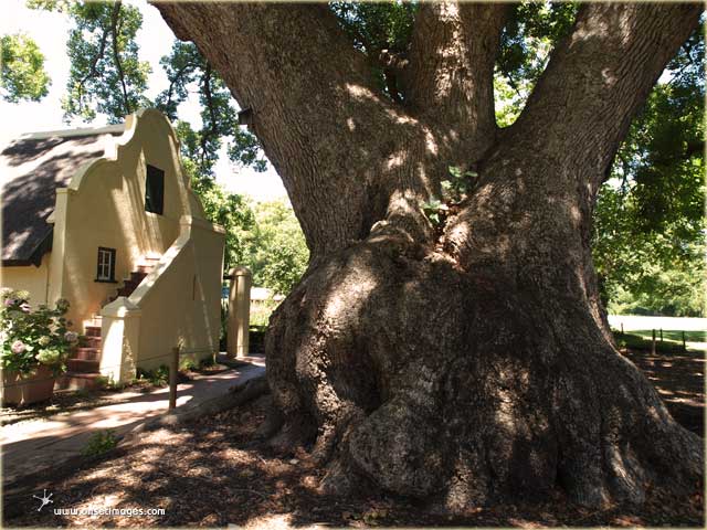 Sandalwood Tree at Vergelegen