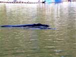 Hout Bay Harbour Scenes - enlarged image