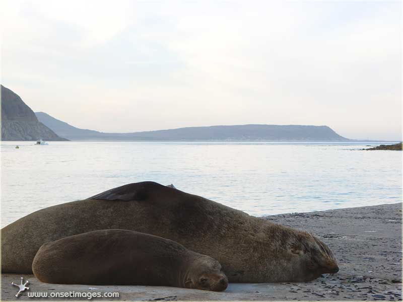 Seals about to wake up