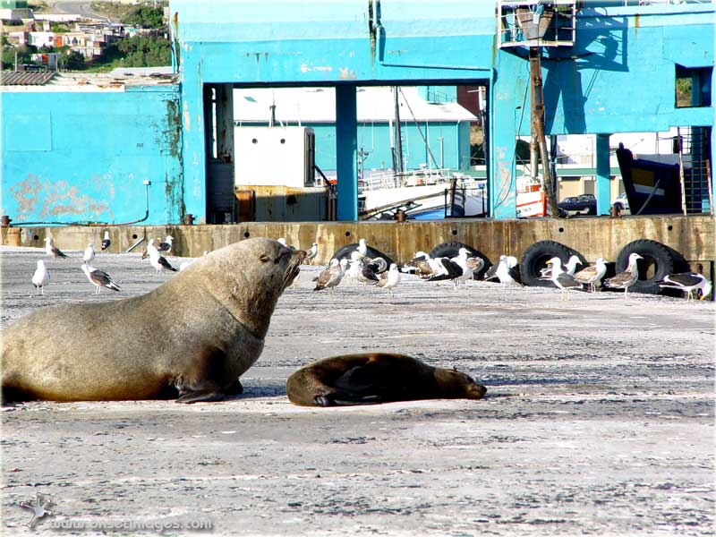 Seals about to get up