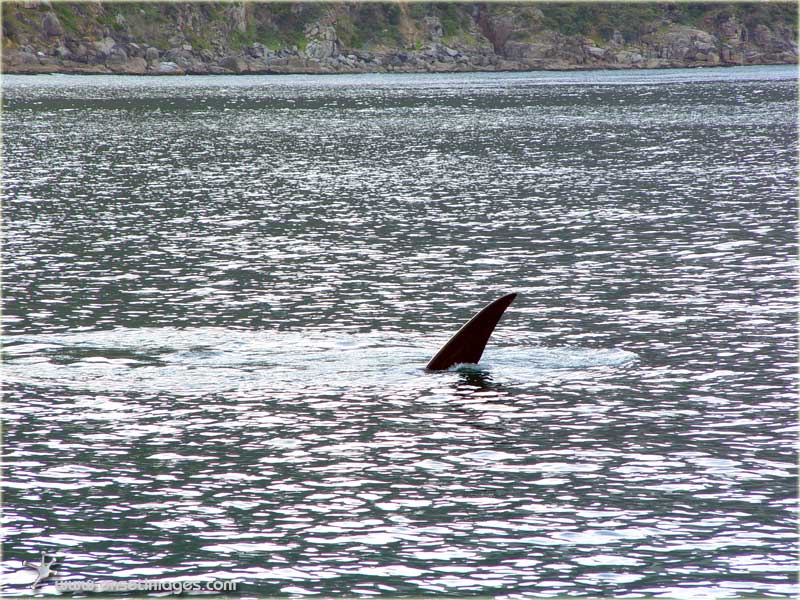 not a shark fin but a whale's tail