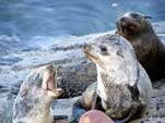 Hout Bay harbour: seal_hb_6A22g