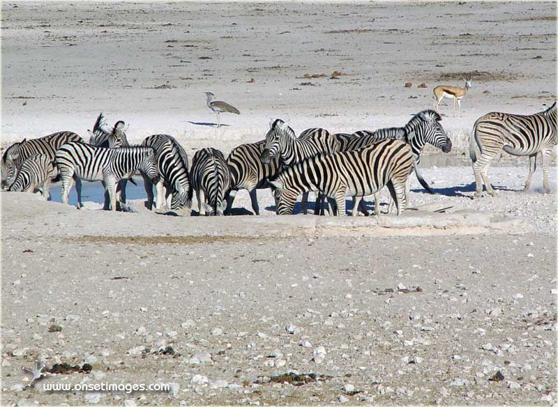 Zebras at a Waterhole